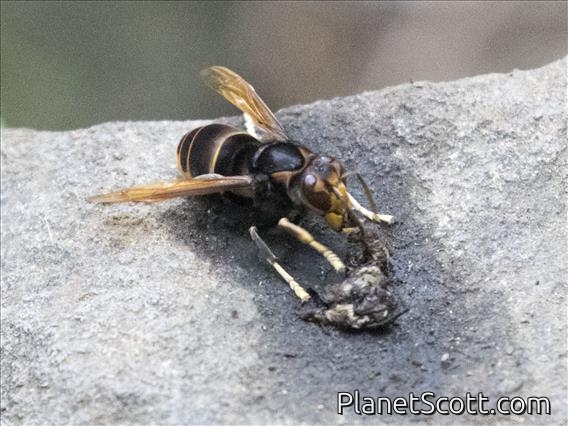 Yellow-legged Hornet (Vespa velutina)