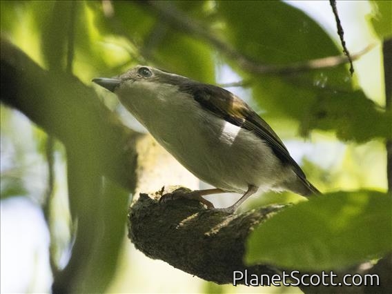 Pied Shrike-Babbler (Pteruthius flaviscapis)