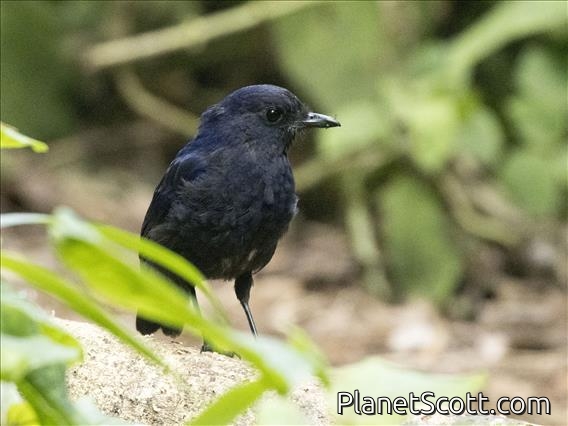 Javan Whistling-Thrush (Myophonus glaucinus)