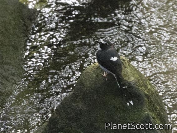 Sunda Forktail (Enicurus velatus)