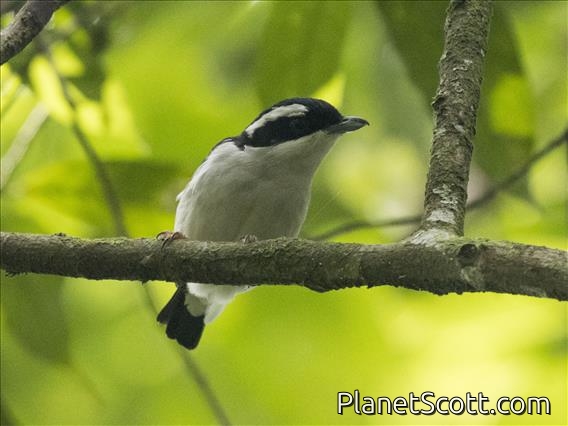 Pied Shrike-Babbler (Pteruthius flaviscapis)