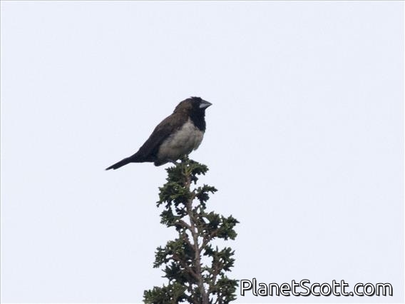 Javan Munia (Lonchura leucogastroides)
