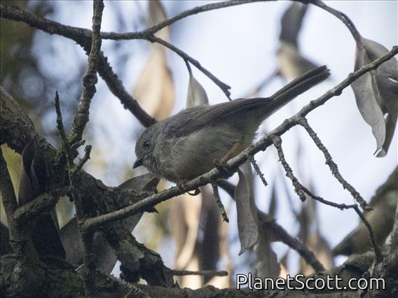 Pygmy Tit (Aegithalos exilis)