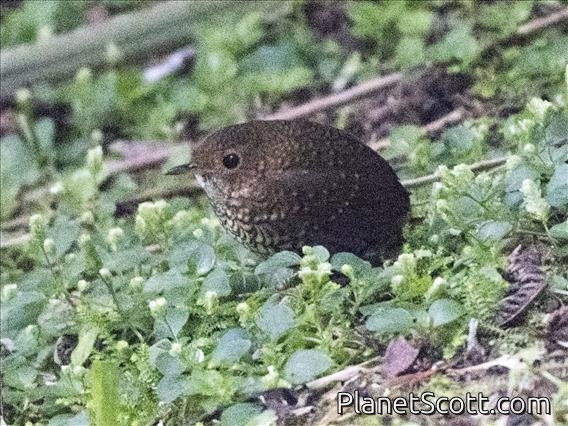 Pygmy Cupwing (Pnoepyga pusilla)