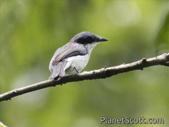 Black-winged Flycatcher-shrike (Hemipus hirundinaceus)