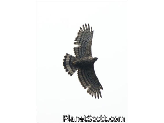 Javan Hawk-Eagle (Nisaetus bartelsi)