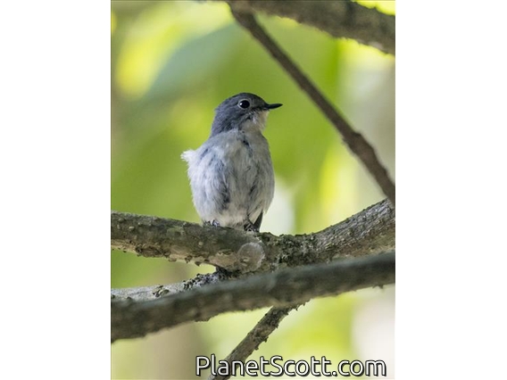 Little Pied Flycatcher (Ficedula westermanni) - Female
