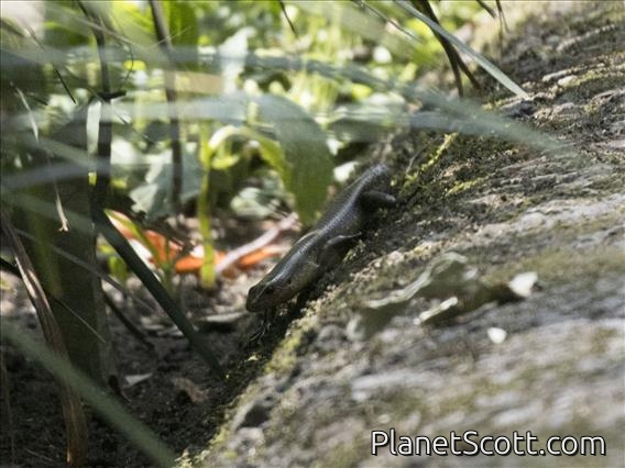 Common Sun Skink (Eutropis multifasciata)