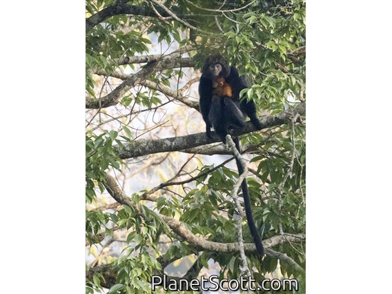 West Javan Lutung (Trachypithecus mauritius)