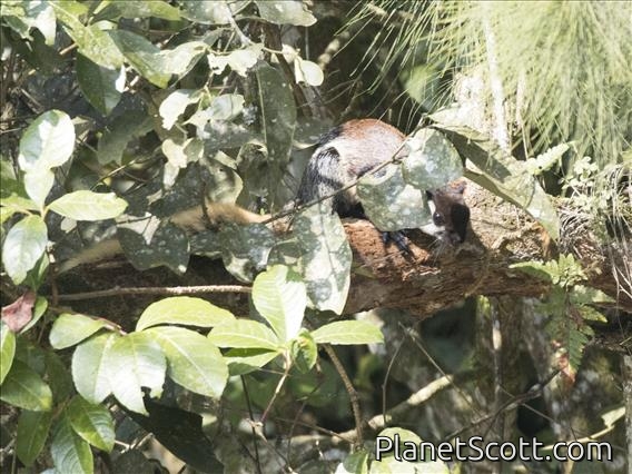 Black Giant Squirrel (Ratufa bicolor)