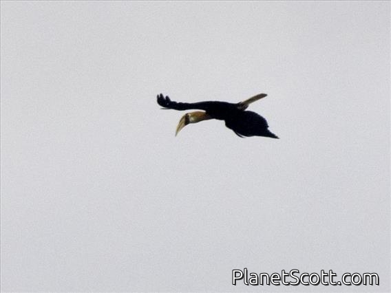 Blyth's Hornbill (Rhyticeros plicatus)