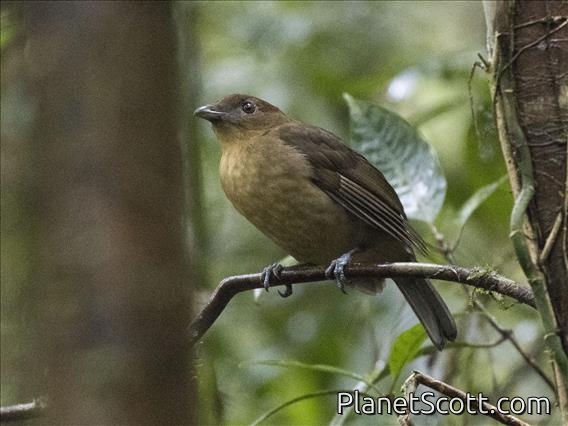 Vogelkop Bowerbird (Amblyornis inornata)