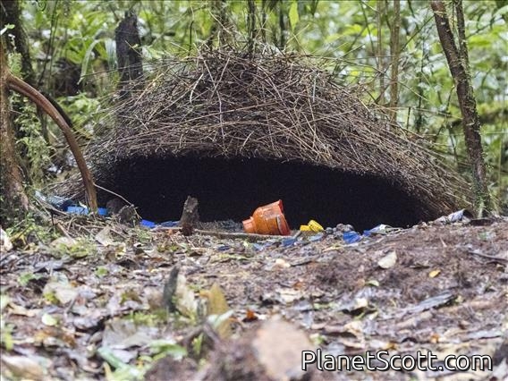 Vogelkop Bowerbird (Amblyornis inornata) - Nest