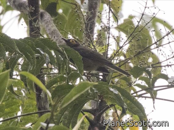 Arfak Honeyeater (Melipotes gymnops)