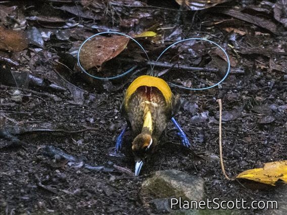 Magnificent Bird-of-Paradise (Diphyllodes magnificus)