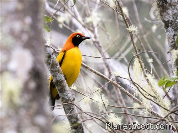 Masked Bowerbird (Sericulus aureus) - Male