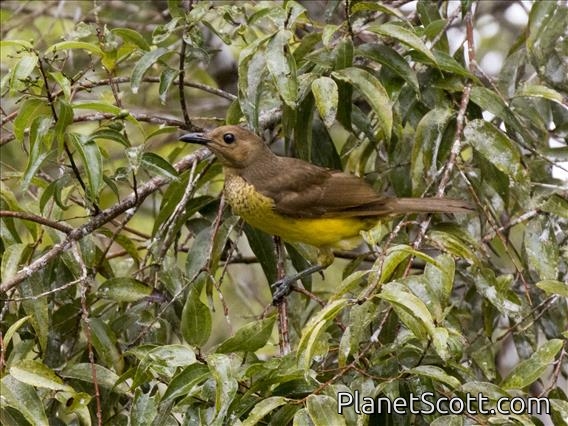 Masked Bowerbird (Sericulus aureus) - Female