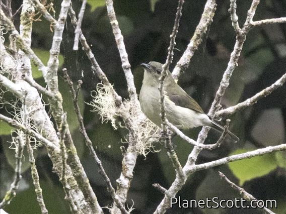 Gray Whistler (Pachycephala simplex)