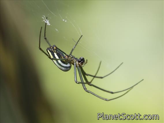 Black-Striped Orchard Spider (Leucauge celebesiana)