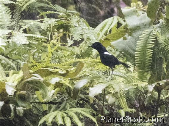 White-shouldered Fairywren (Malurus alboscapulatus) - Male