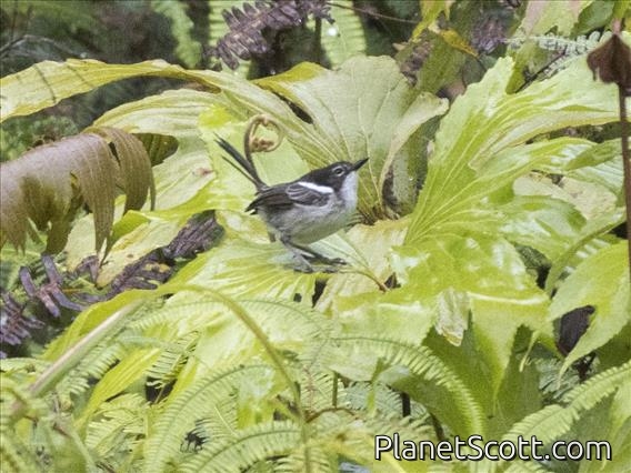 White-shouldered Fairywren (Malurus alboscapulatus) - Female