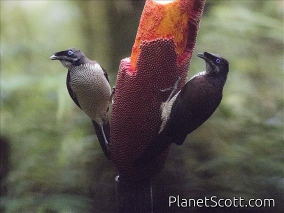Western Parotia (Parotia sefilata) - Female