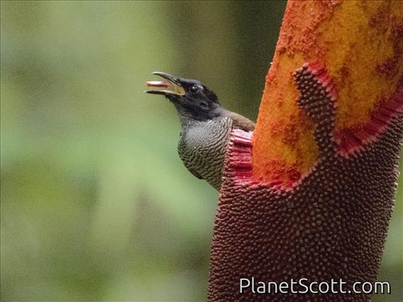 Vogelkop Lophorina (Lophorina niedda) - Female