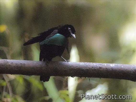 Vogelkop Lophorina (Lophorina niedda) - Male
