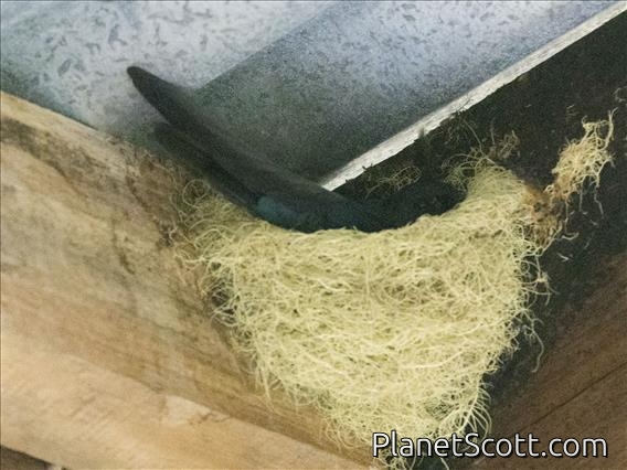 Glossy Swiftlet (Collocalia esculenta)