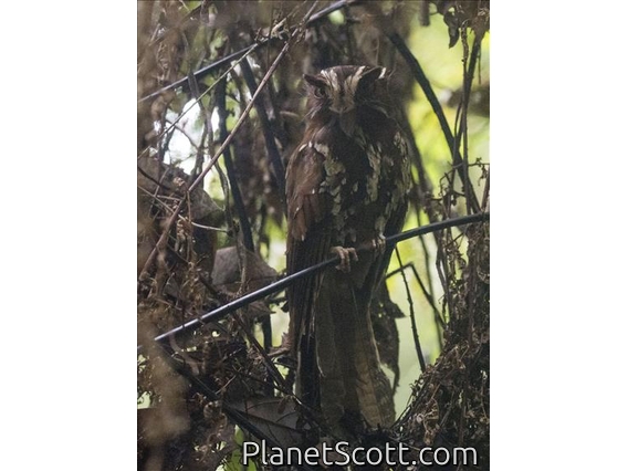 Feline Owlet-Nightjar (Aegotheles insignis)