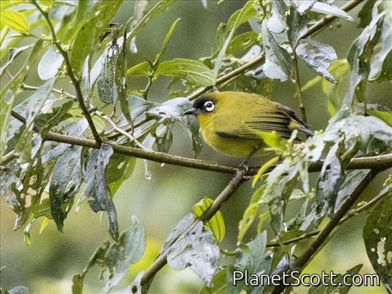 Capped White-eye (Zosterops fuscicapilla)