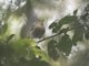 Vogelkop Scrubwren (Aethomyias rufescens)