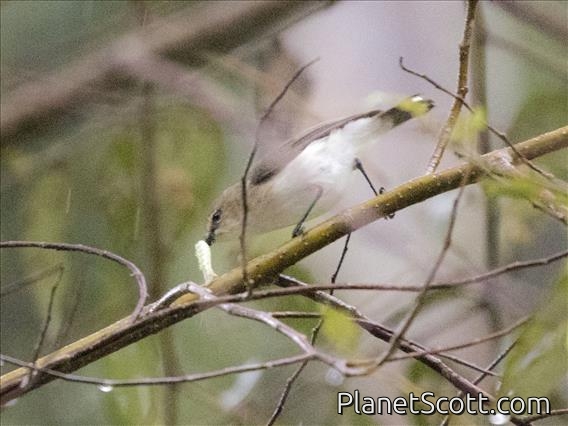 Brown-breasted Gerygone (Gerygone ruficollis)