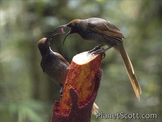 Black Sicklebill (Epimachus fastosus) - Female