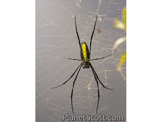 Giant Golden Orb-weaving Spider (Nephila pilipes)