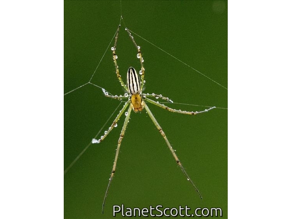 Decorative Vleispider (Leucauge decorata)