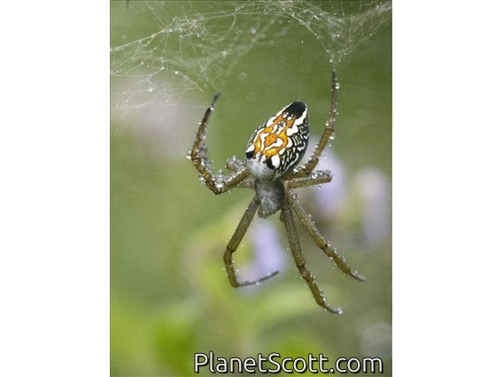 Dome Web Spider (Cyrtophora moluccensis)