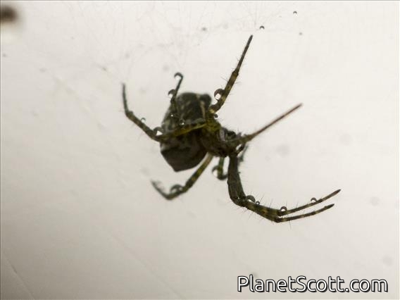 Orbweaver Spider (Cyrtophora sp)
