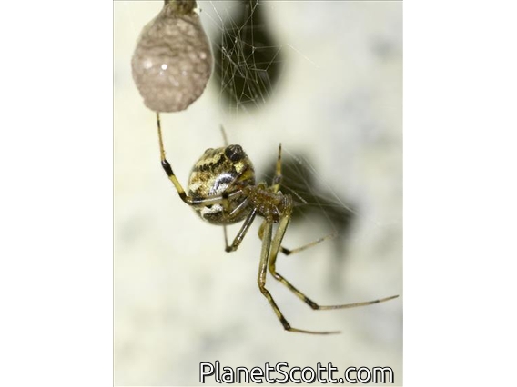Colorful Comb-footed Spider (Parasteatoda sp)