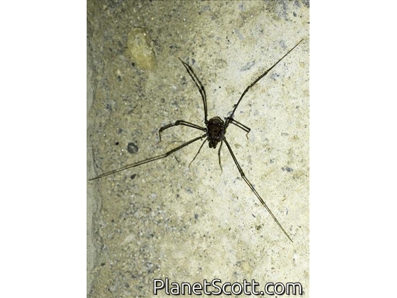 Leiobuninae Harvestman (Sclerosomatidae sp)