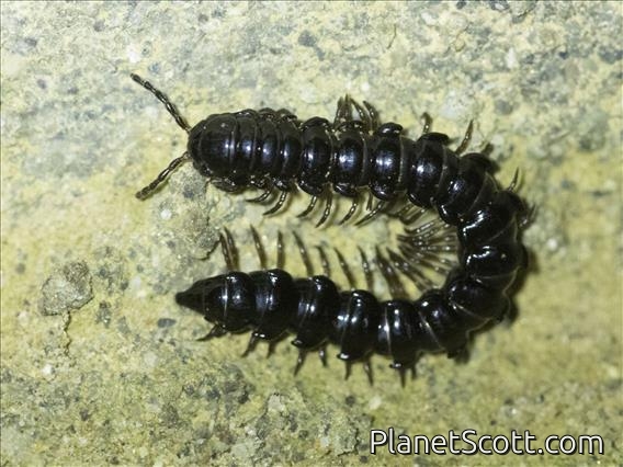 Paradoxical Keeled Millipede (Paradoxosomatidae sp)