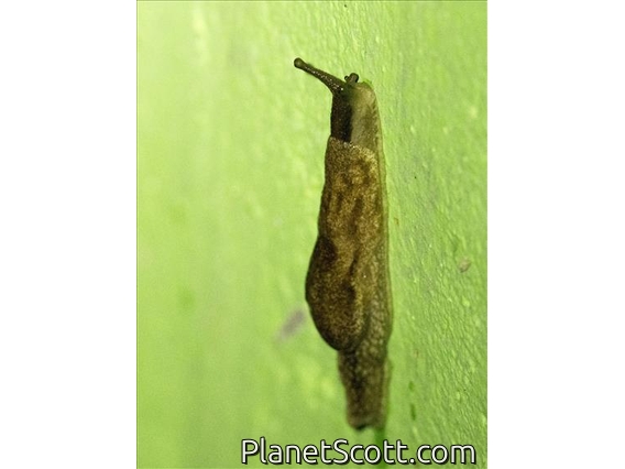 Yellow-shelled Semi-Slug (Parmarion sp)