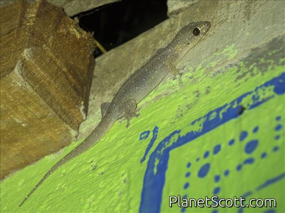 Common Four-clawed Gecko (Gehyra mutilata)