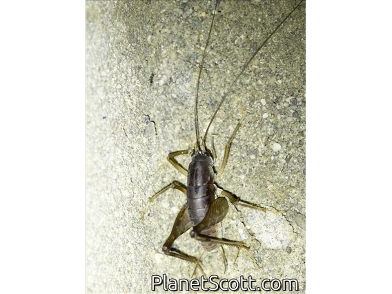 Cave Cricket (Rhaphidophoridae sp)