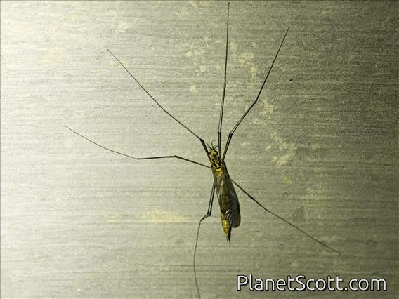 Australian Tiger Crane Fly (Nephrotoma australasiae)