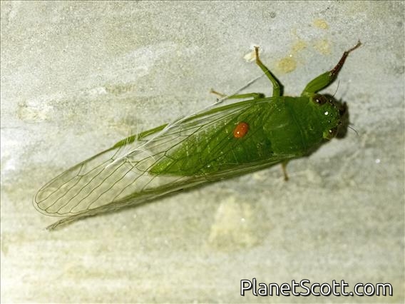 Largeclasper Cicada (Papuapsaltria phyllophora)