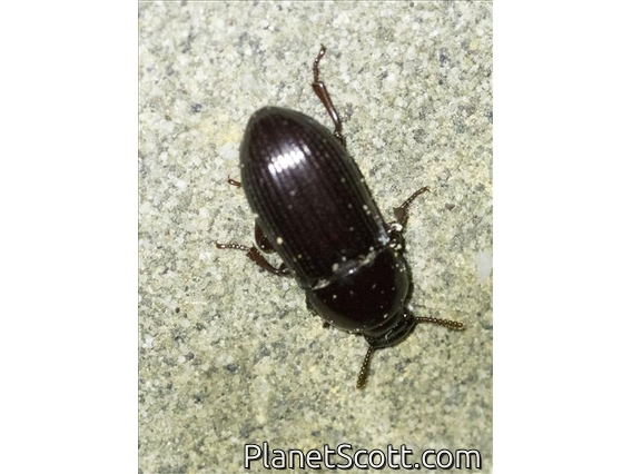 Darkling Beetle (Amarygmus sp)