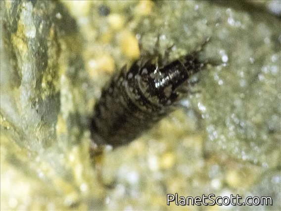 Antlion (Myrmeleontidae sp)