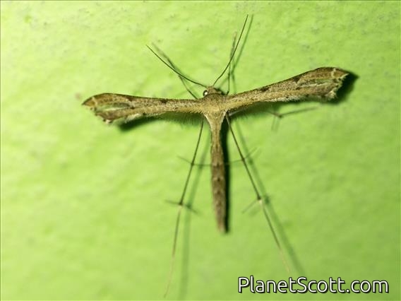 Plume Moth (Pterophoridae sp)