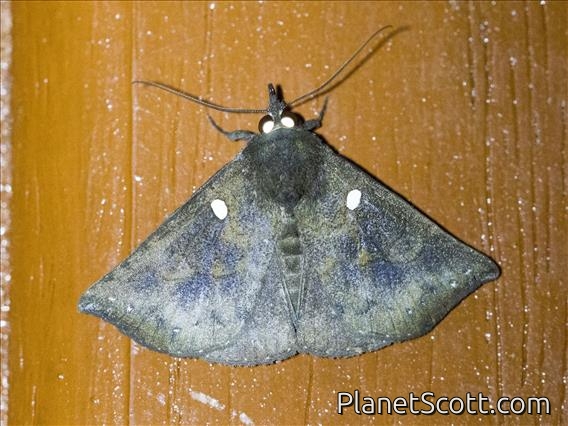 Hypenine Snout Moth (Hypena regia)